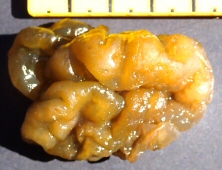 &copy;  Thijs de Boer